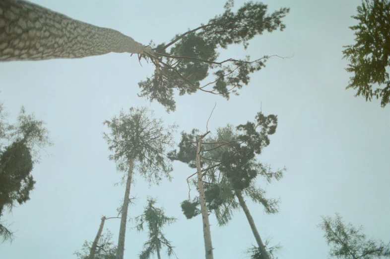 a forest filled with trees on top of a foggy sky