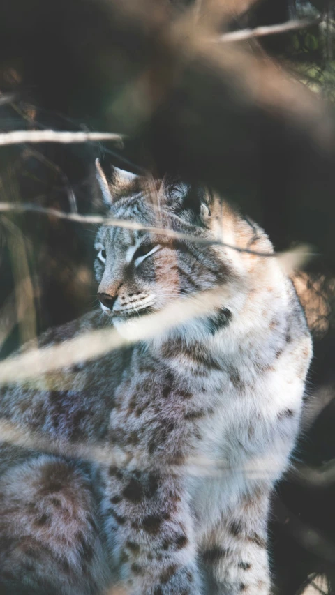 a close up of a cat in the wilderness