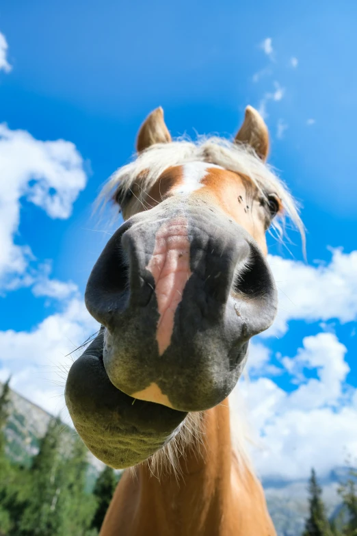 a close up po of a horse's face