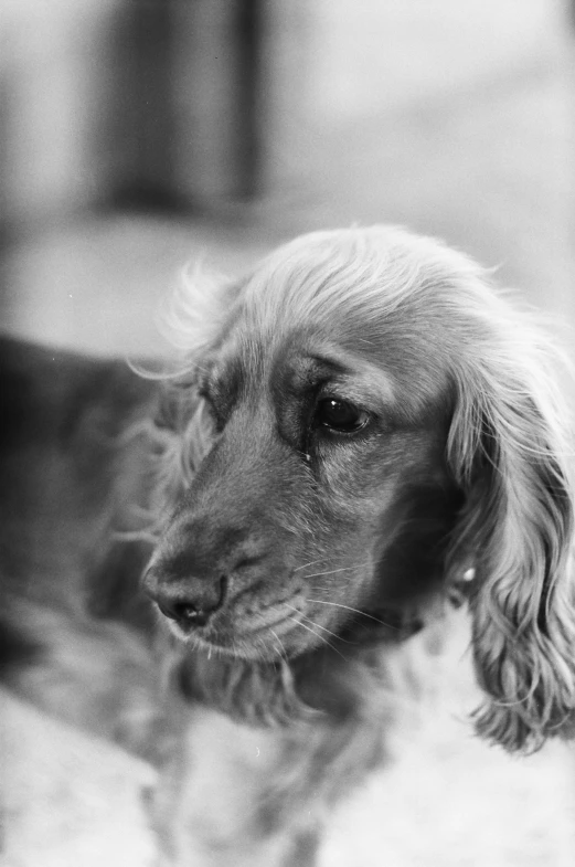 black and white po of a dog looking to its left