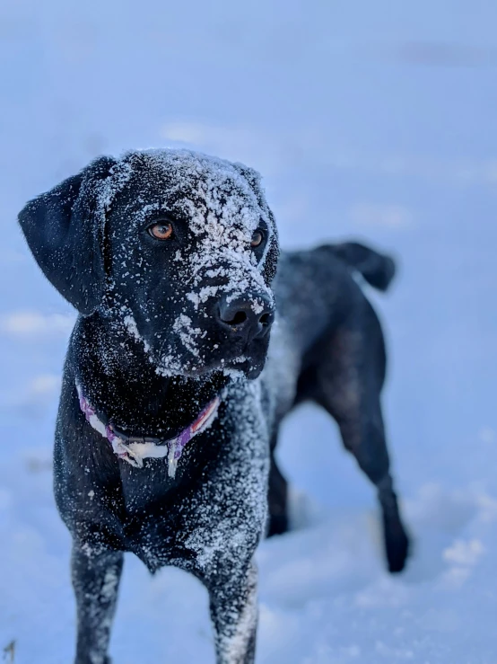 a black dog stands in the snow in front of the camera