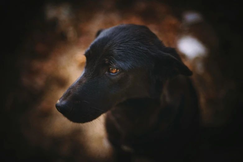 a dog sitting next to a tree looking in a direction