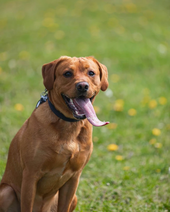 a brown dog has his tongue out in the grass