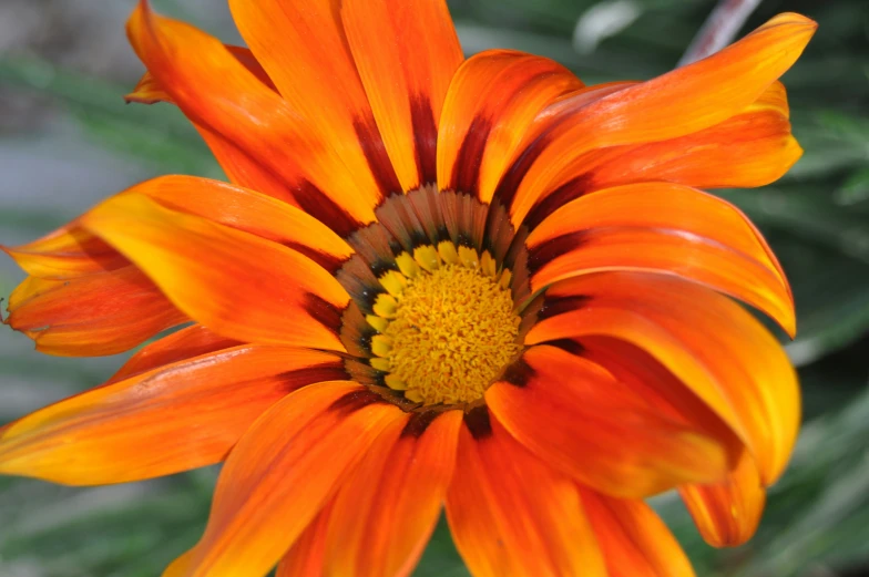 an orange and brown flower with leaves in the background