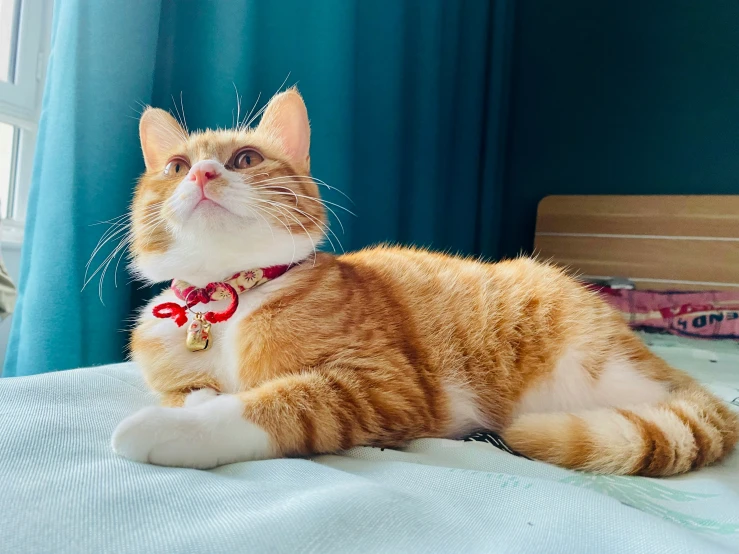 an orange tabby cat wearing a red collar on a bed