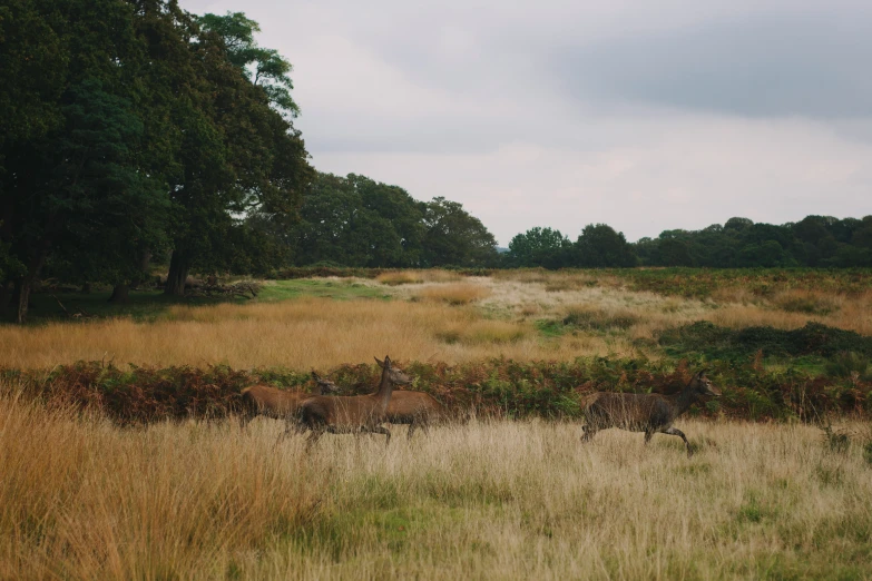 the brown grass is covering the trees and bushes