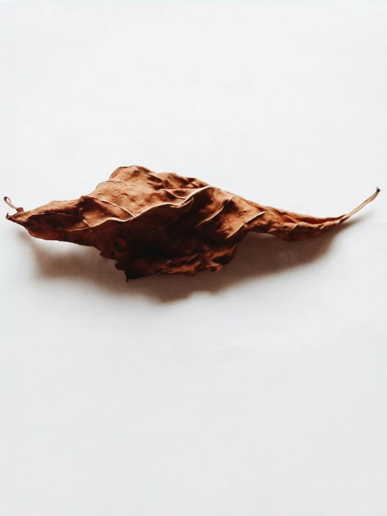 a single leaf lies on a table as it is dried