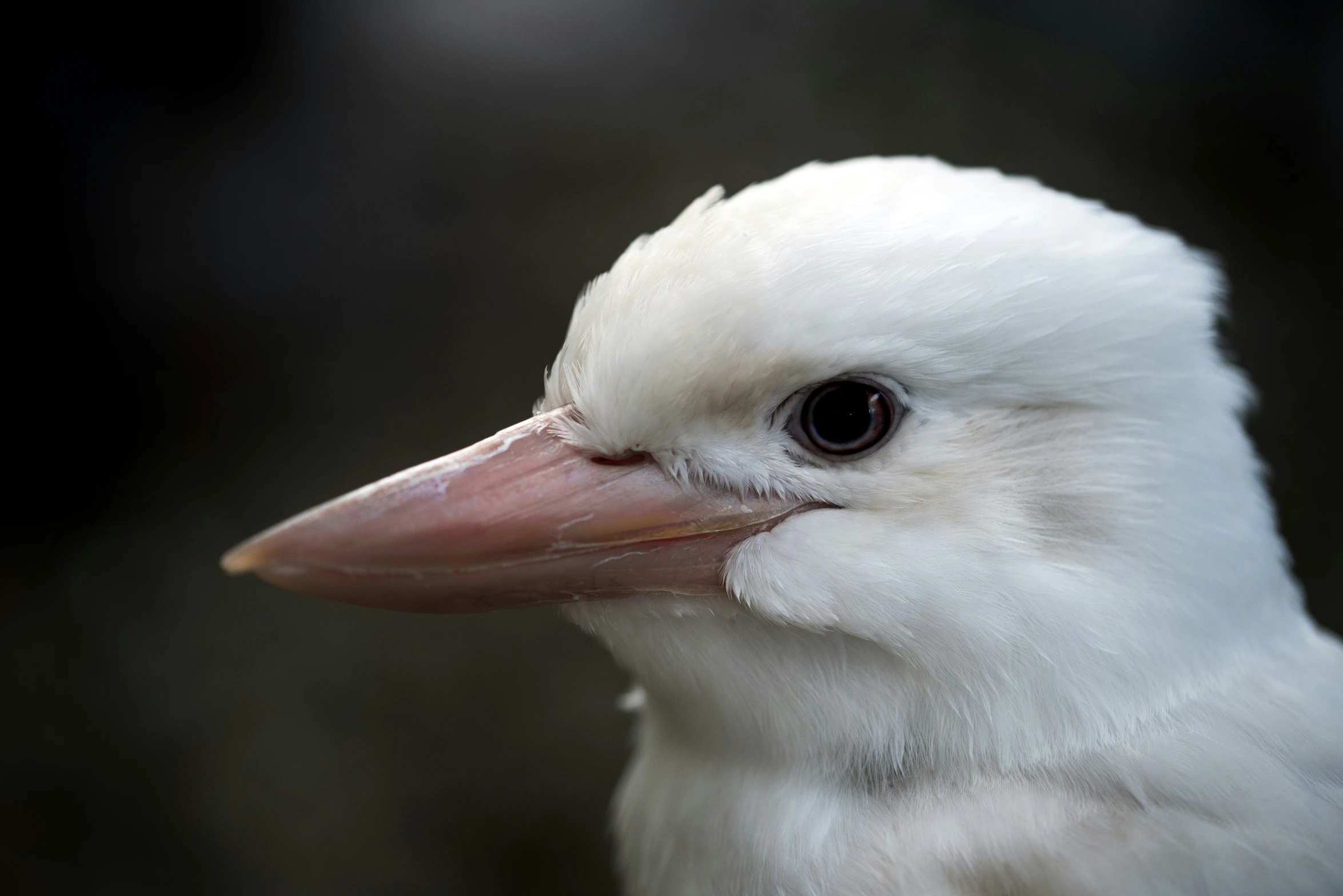 a close up of a white bird with brown eyes