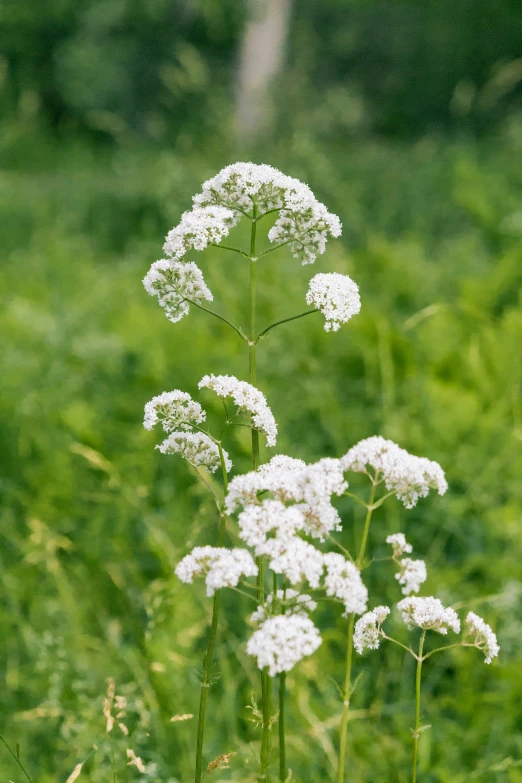 the plant is white in color with green in the background