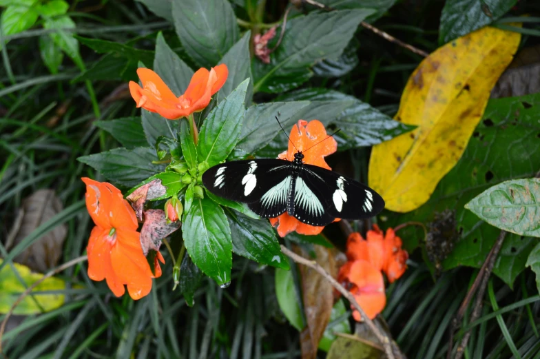 a erfly rests on the leaves of an orange flower