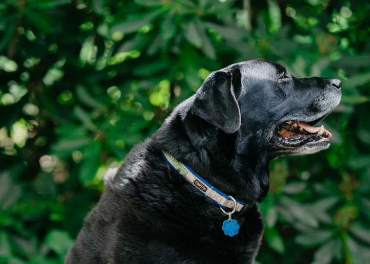 a black dog standing next to some trees