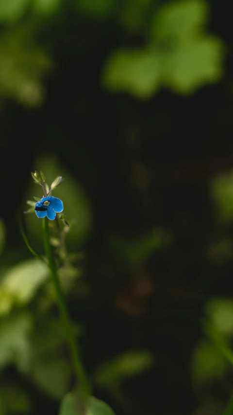 a small blue flower is growing on a stalk