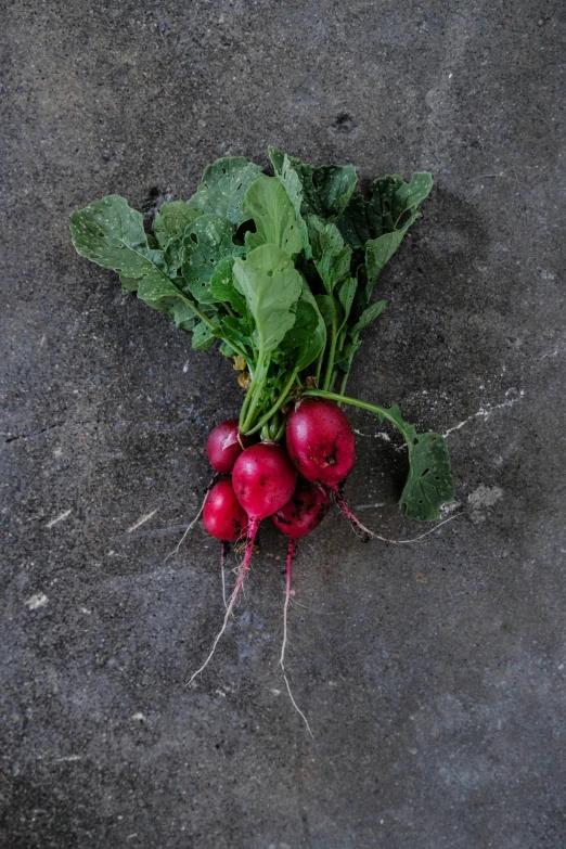 a bunch of radishes sitting next to each other