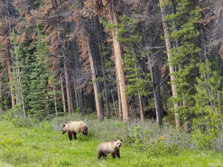 three brown bears walking near some trees