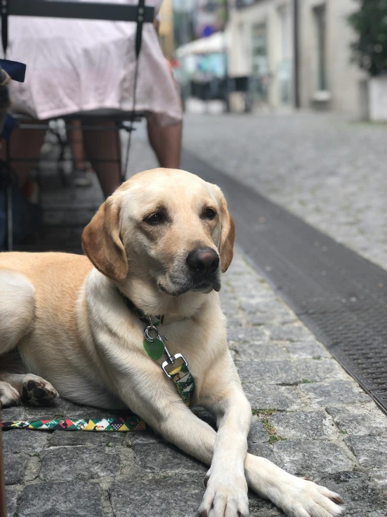 a dog rests on the pavement next to a chair