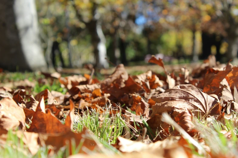 there is a patch of grass and leaves on the ground