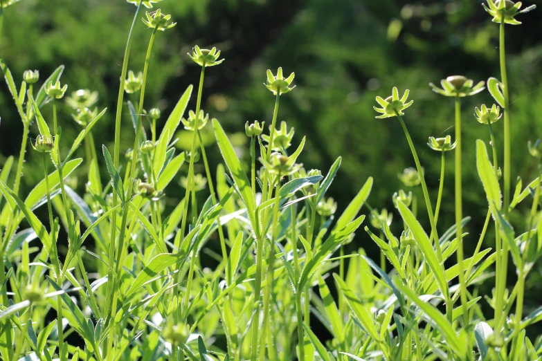 grass and flowers close up during the day