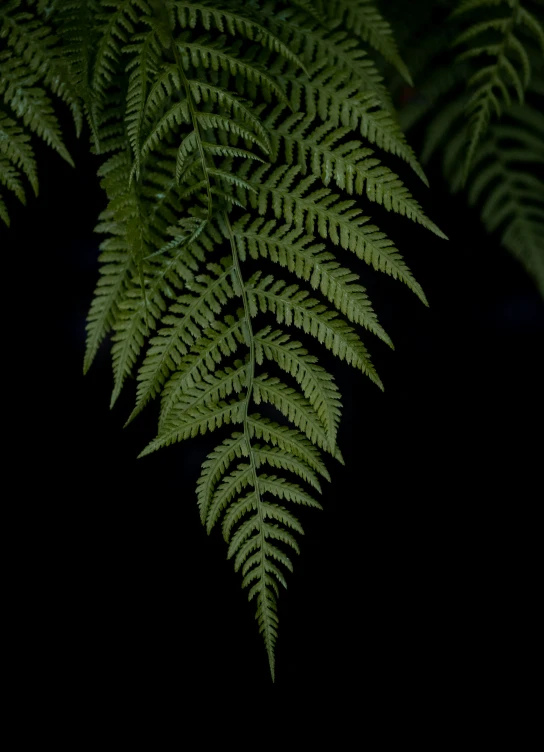 a close - up of some ferns leaves on a black background