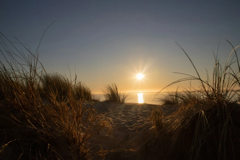 an orange and yellow sunrise through some brown grass