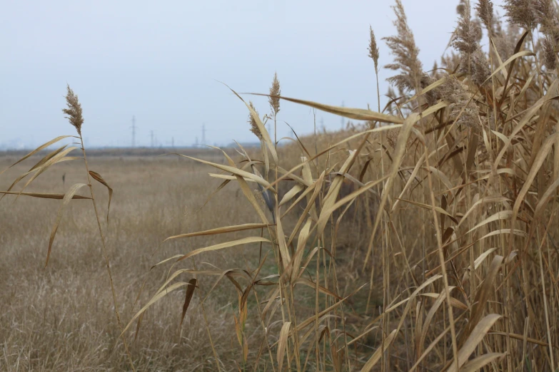 dry grass stands out against the background and is mostly brown