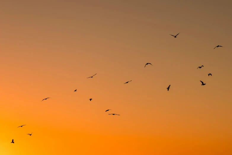 birds flying in a orange sky at sunset