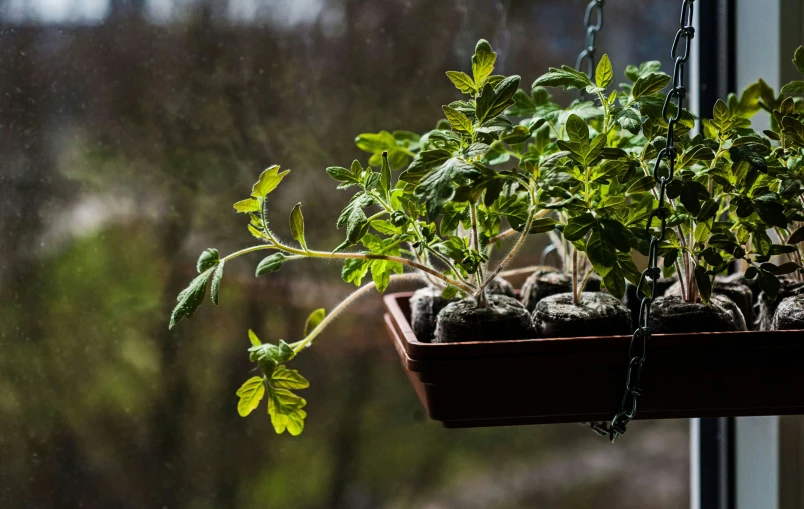 several herbs growing in a hanging container