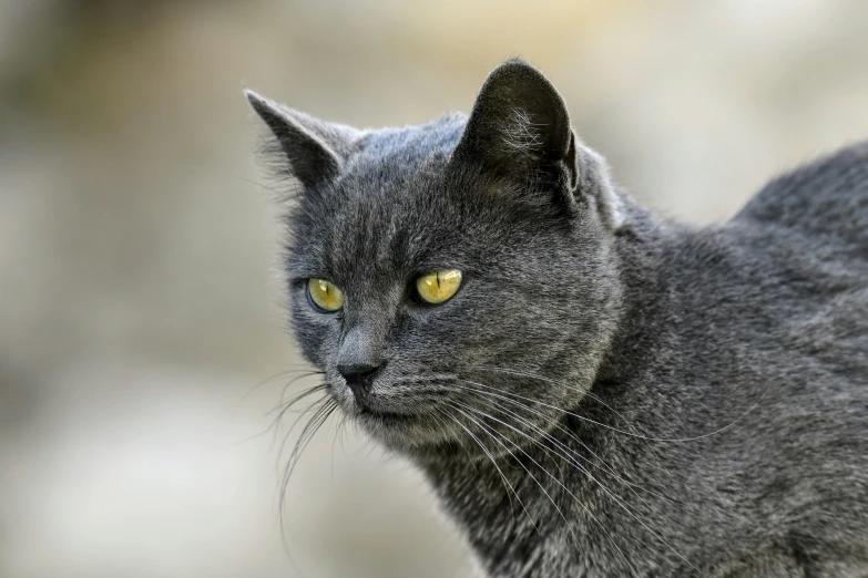 this grey cat has a bright yellow eyed