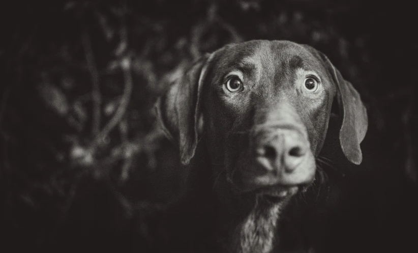 a dog in a black and white po