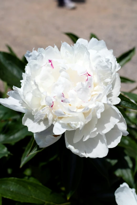 closeup of a white flower with a man in background