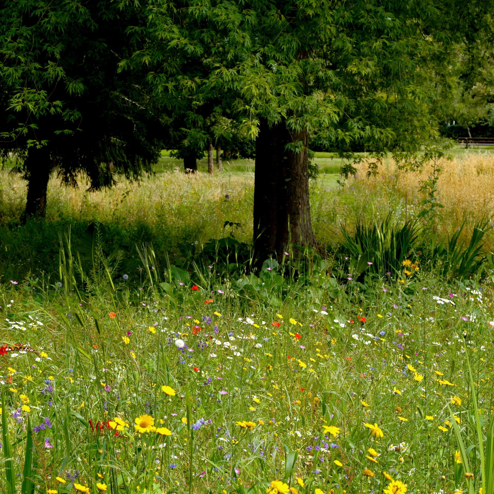 a grassy field with flowers, trees and grass