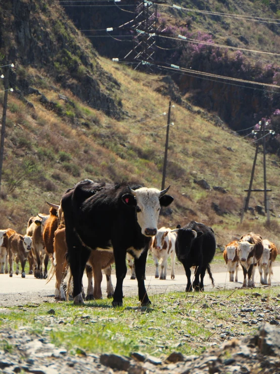 a herd of cattle standing on top of a grass covered field