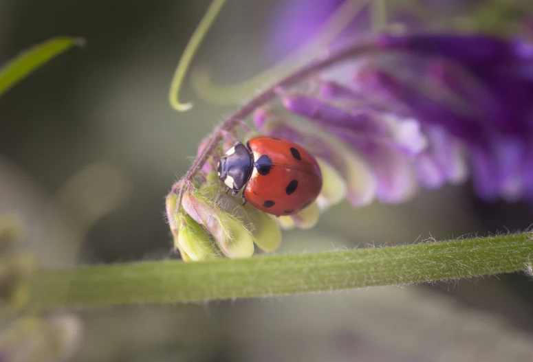 a bug sitting on a green stem near purple flowers