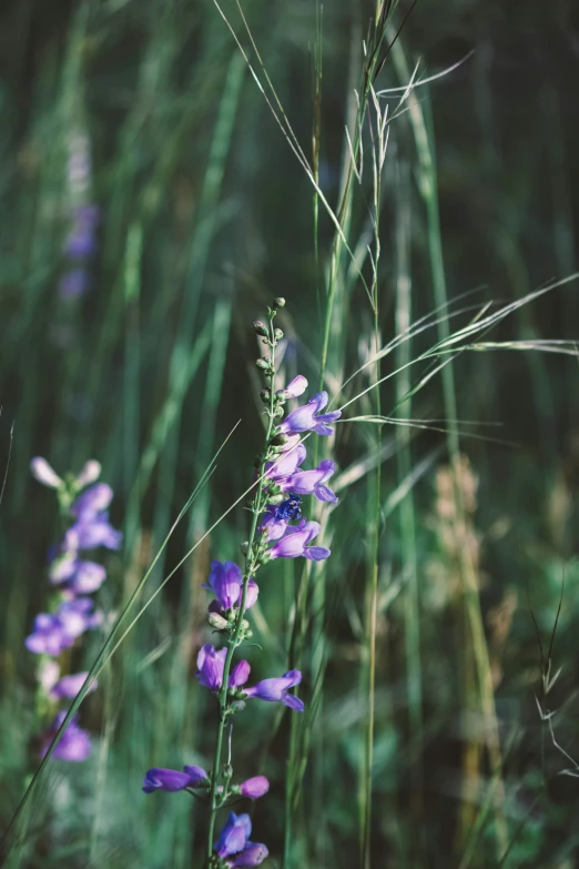 a field of wildflowers in purple and green