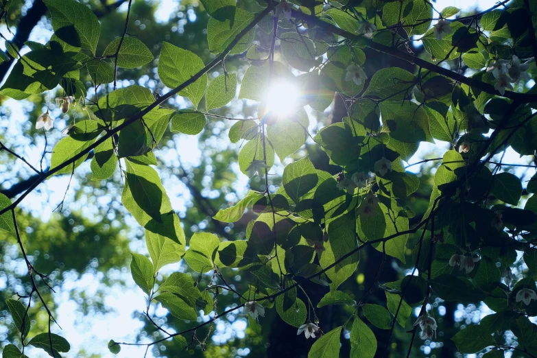 sun shines through some green leaves above the trees