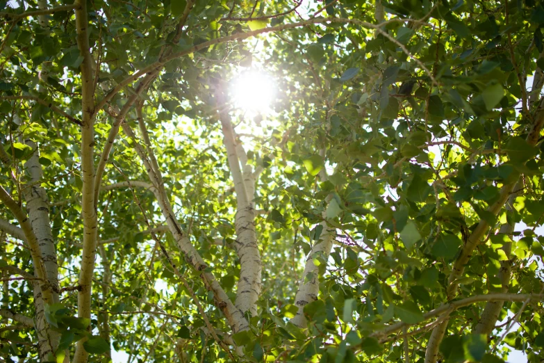 trees with leaves and sun peaking through them