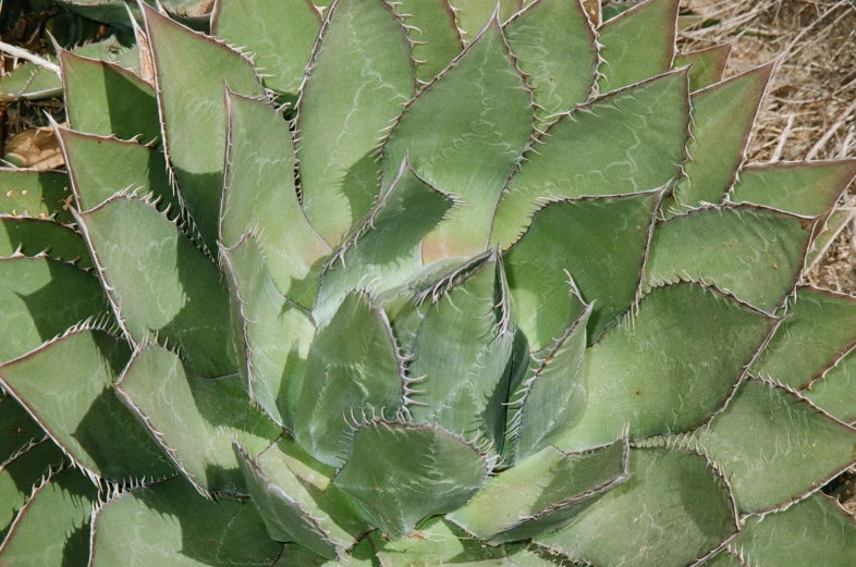 a close up view of an open cactus plant