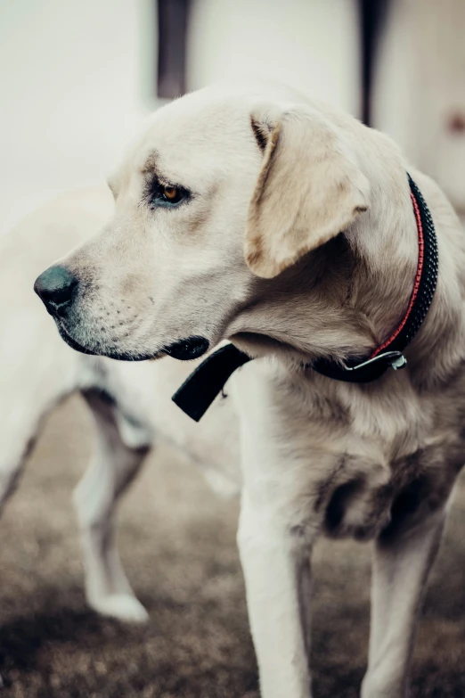 a close up of a dog with a collar and eyes