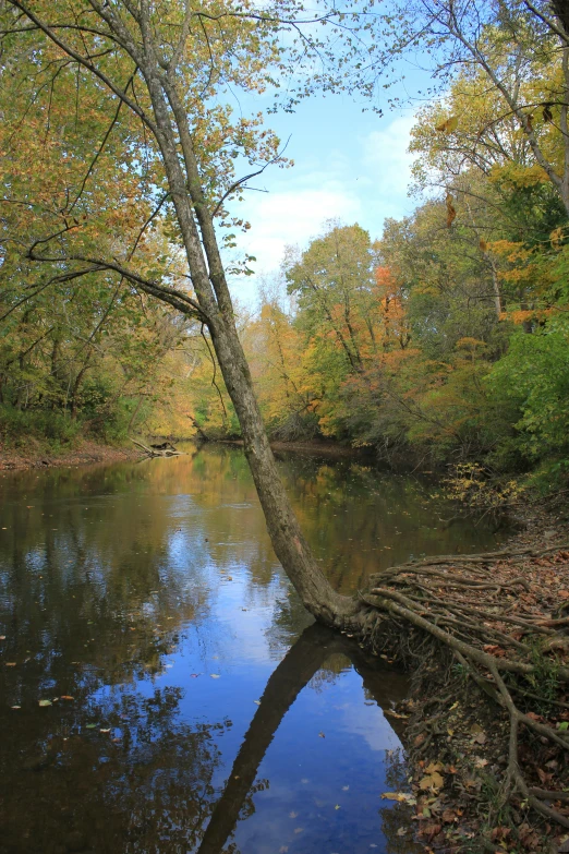 tree nches leaning over in a river in a park
