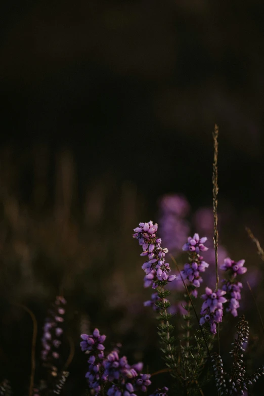 some purple flowers growing out of a field
