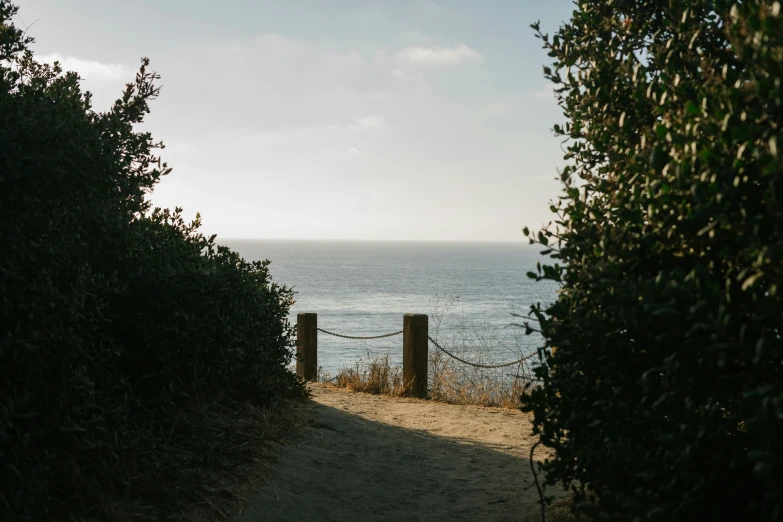 trees and bushes lining the path leading to an ocean