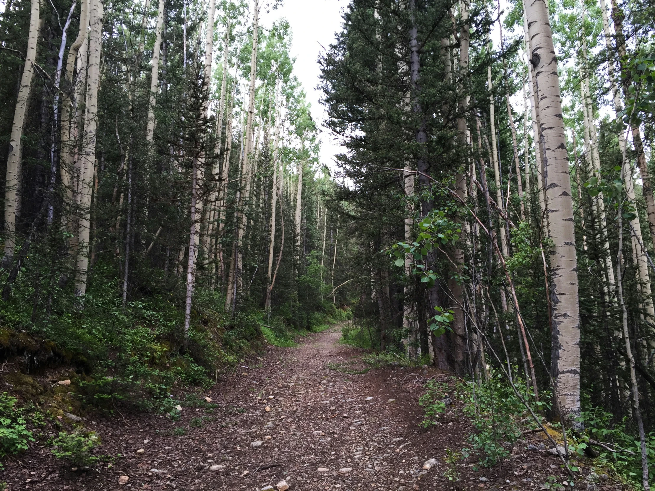 the dirt road is very wide and overgrown