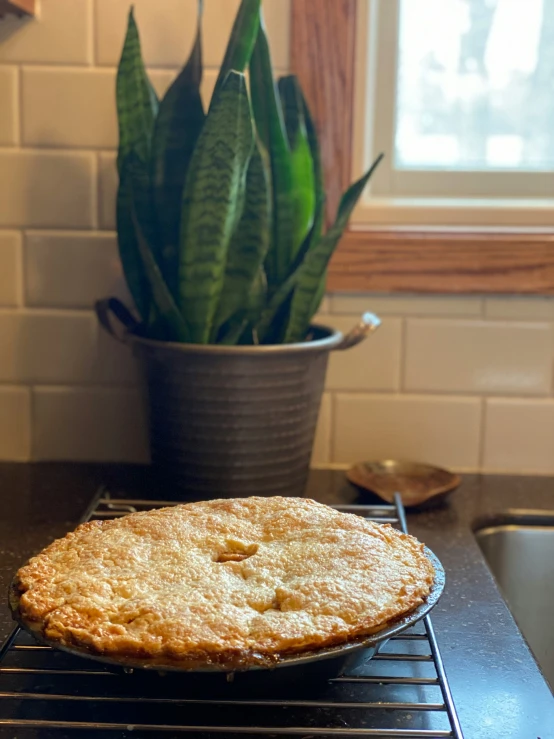 a cake cooling on an oven rack in front of a potted plant