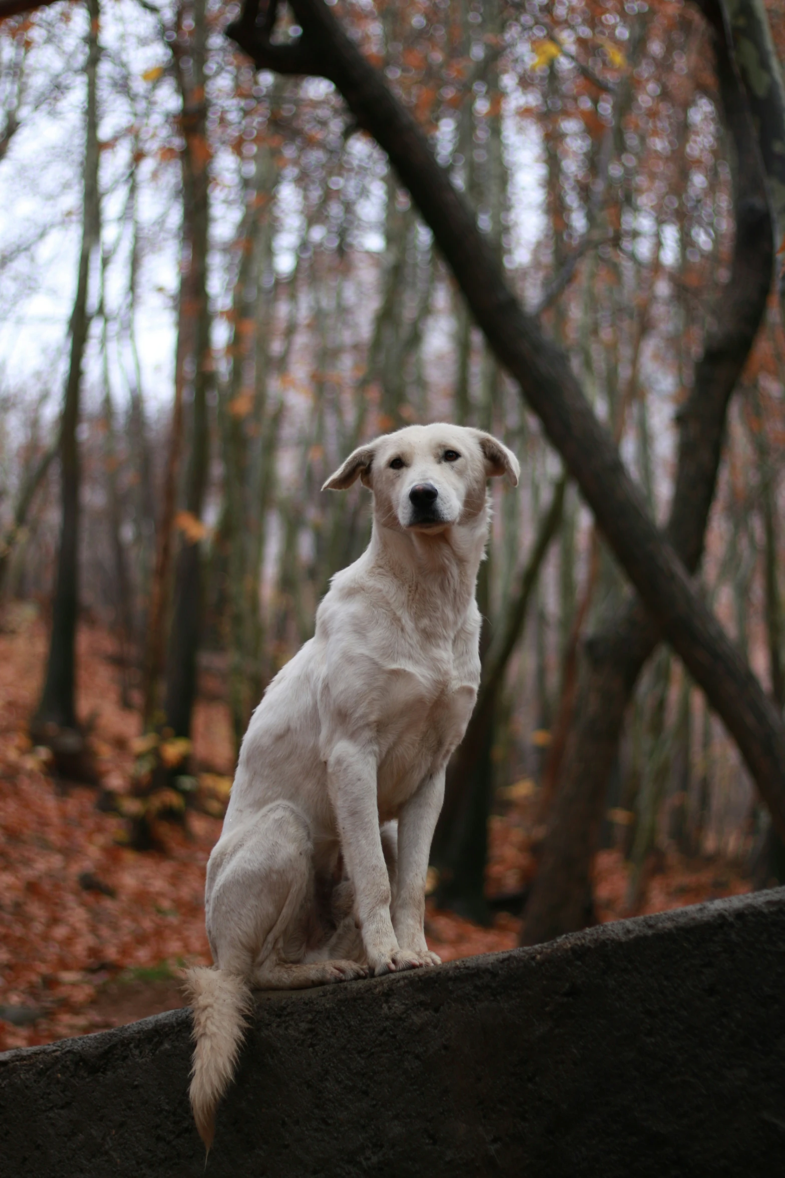 the dog is sitting on the wall looking ahead