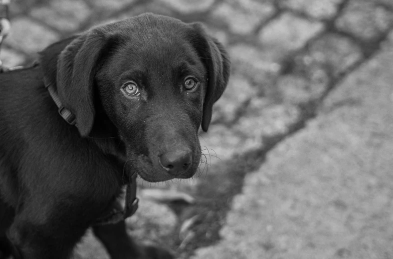 black dog staring at soing while it looks up