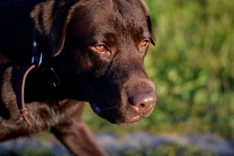 close up po of brown lador dog with collar and ears flapping, staring at the viewer