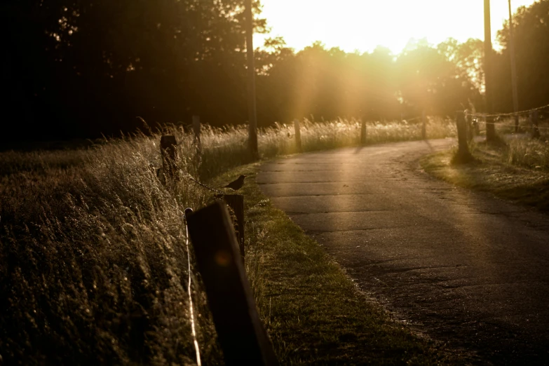 a narrow paved country road at sunset with sun peeking through