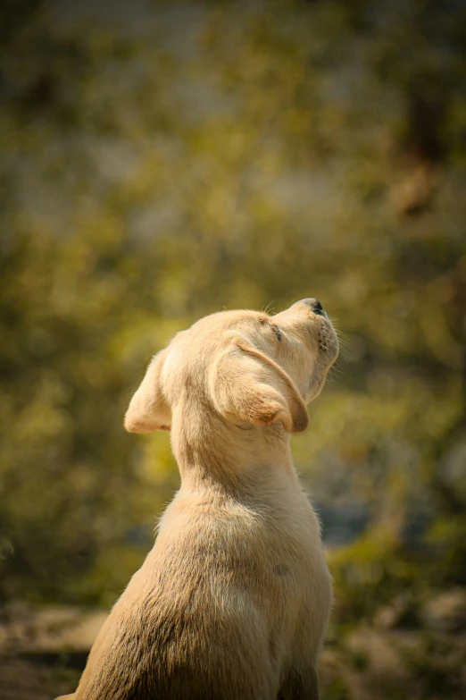 a white dog looking up at the sky