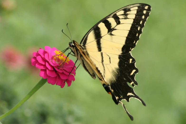 a erfly with long black wings sits on a flower