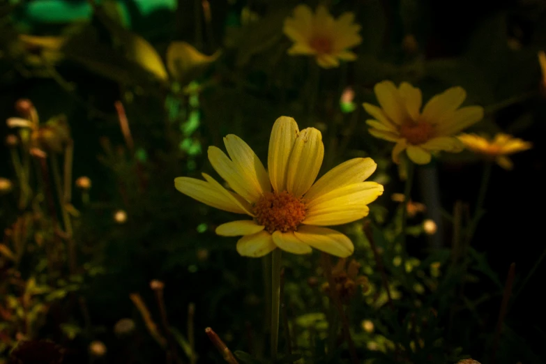 a close up s of some pretty yellow flowers