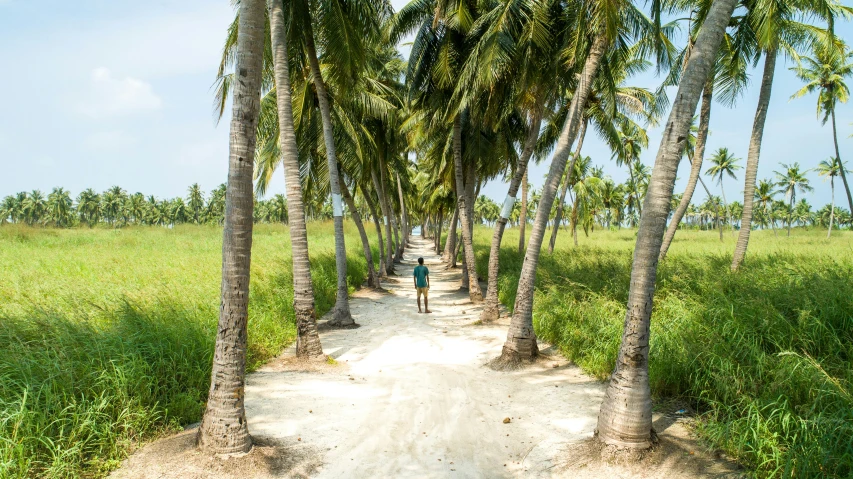 palm trees line the pathway to a beautiful sandy beach